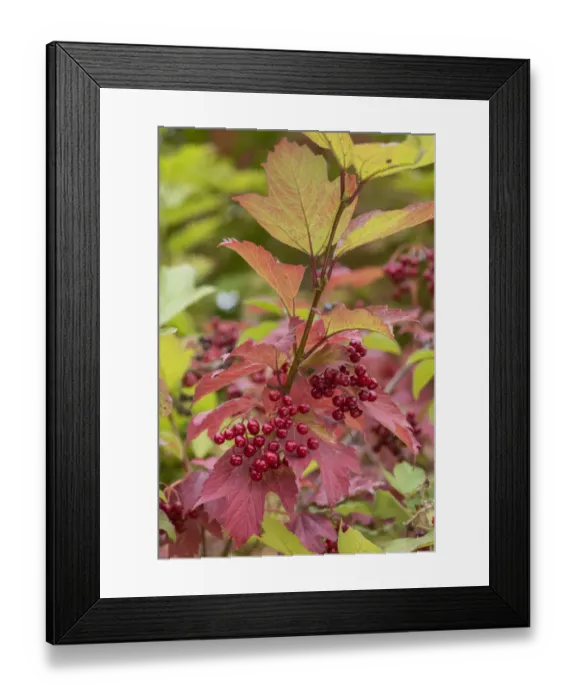 Framed Print : Guelder Rose (Viburnum opulus) berries in autumn, Surrey, England, UK, September Framed Print : Guelder Rose (Viburnum opulus) berries in autumn, Surrey, England, UK, September
