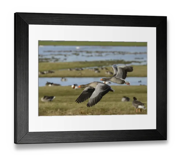 Framed Print : Greylag goose pair (Anser anser) in flight over flooded pastureland with many grazing wildfowl Framed Print : Greylag goose pair (Anser anser) in flight over flooded pastureland with many grazing wildfowl