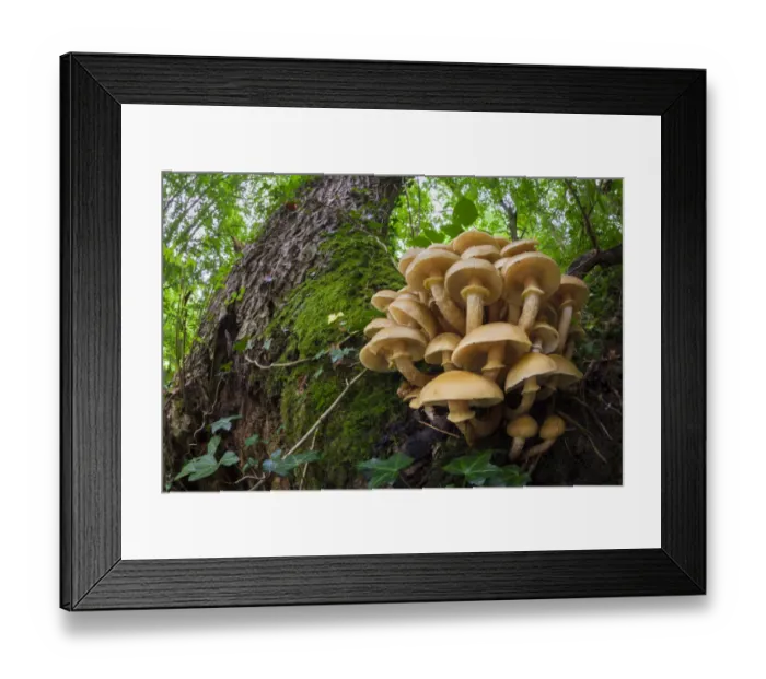 Framed Print : Honey Fungus (Armillaria mellea) growing on mature Ash tree (Fraxinus excelsior) Framed Print : Honey Fungus (Armillaria mellea) growing on mature Ash tree (Fraxinus excelsior)