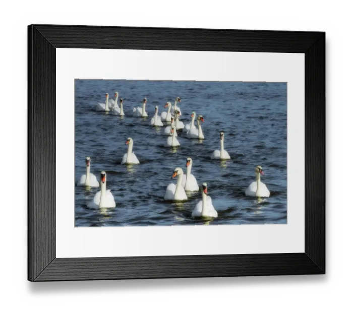 Framed Print : Flock of Mute swans (Cygnus olor), Abbotsbury Swannery, Dorset, England, UK, September Framed Print : Flock of Mute swans (Cygnus olor), Abbotsbury Swannery, Dorset, England, UK, September