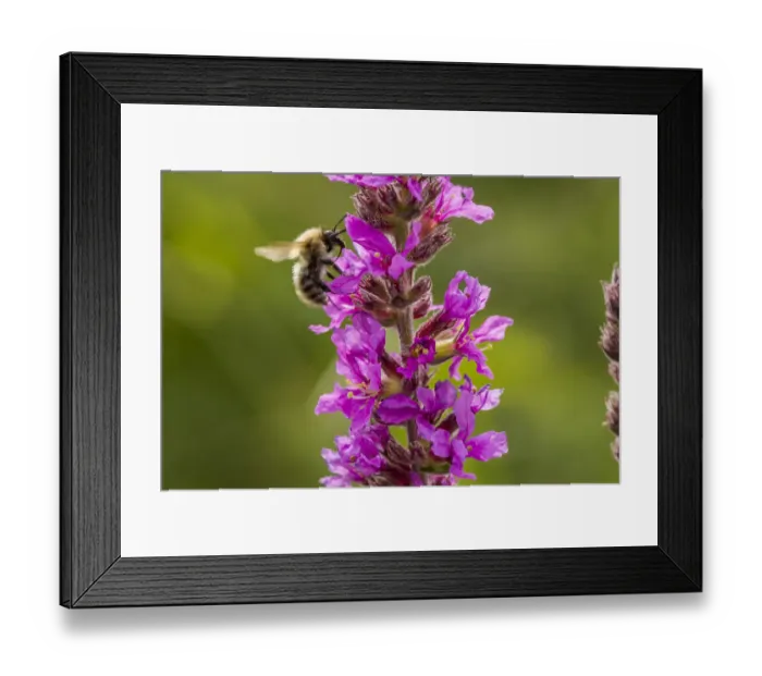 Framed Print : Brown banded carder bee (Bombus humilis) pollinating Rosebay Willowherb (Chamerion Framed Print : Brown banded carder bee (Bombus humilis) pollinating Rosebay Willowherb (Chamerion