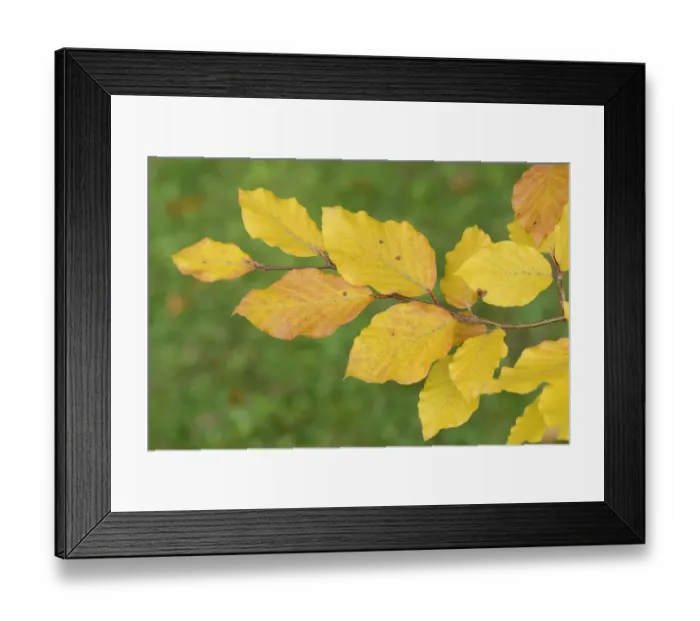 Framed Print : Beech leaves (Fagus sylvatica) in autumn, Wiltshire, UK, September Framed Print : Beech leaves (Fagus sylvatica) in autumn, Wiltshire, UK, September
