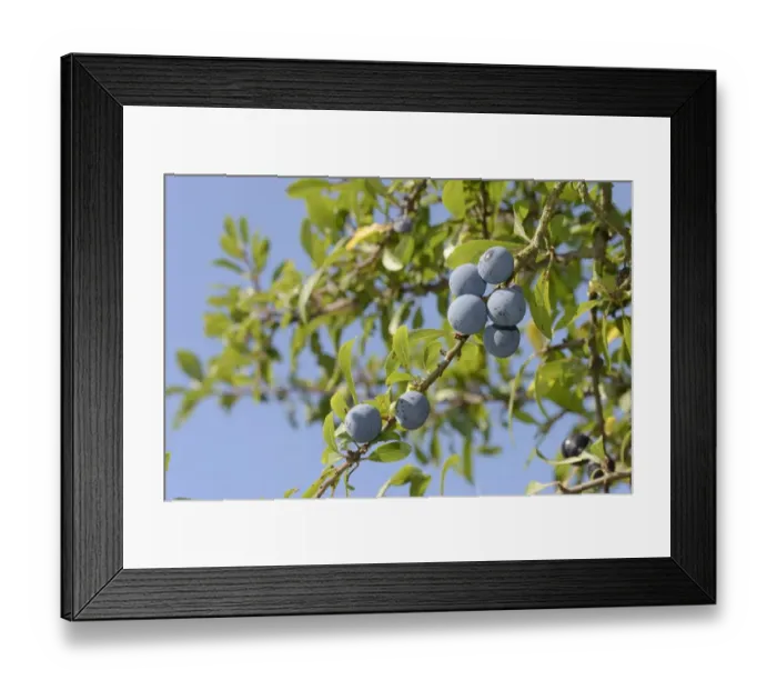 Framed Print : Low angle view of Blackthorn / Sloe berries (Prunus spinosa), Gloucestershire, UK, September Framed Print : Low angle view of Blackthorn / Sloe berries (Prunus spinosa), Gloucestershire, UK, September