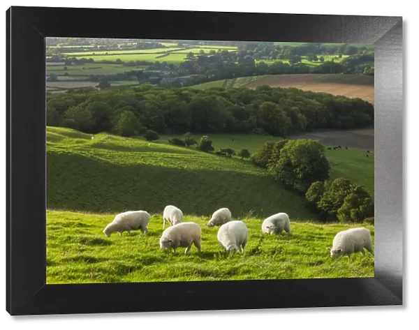 Chalk downland landscape with sheep grazing, Cranborne Chase, Wiltshire, England, UK