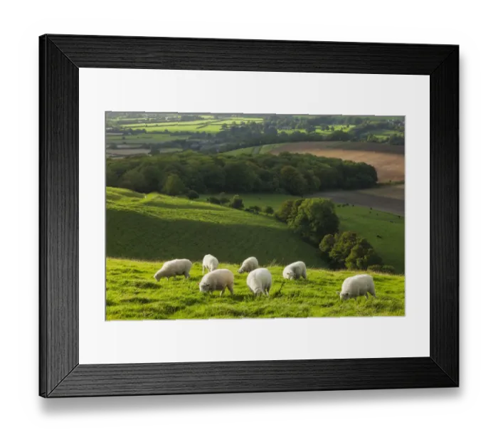 Framed Print : Chalk downland landscape with sheep grazing, Cranborne Chase, Wiltshire, England, UK Framed Print : Chalk downland landscape with sheep grazing, Cranborne Chase, Wiltshire, England, UK