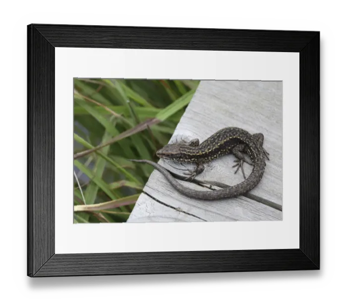 Framed Print : Common viviparous lizard (Lacerta vivipara) on wood, Surrey, England, September Framed Print : Common viviparous lizard (Lacerta vivipara) on wood, Surrey, England, September