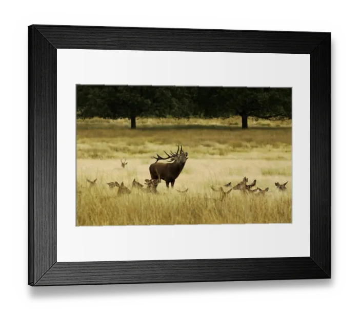 Framed Print : Red deer (Cervus elaphus) stag bellowing, surrounded by hinds, Surrey, UK, September Framed Print : Red deer (Cervus elaphus) stag bellowing, surrounded by hinds, Surrey, UK, September