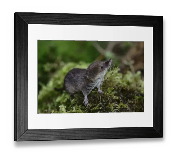Framed Print : Common shrew (Sorex araneus) Dorset, UK September Framed Print : Common shrew (Sorex araneus) Dorset, UK September