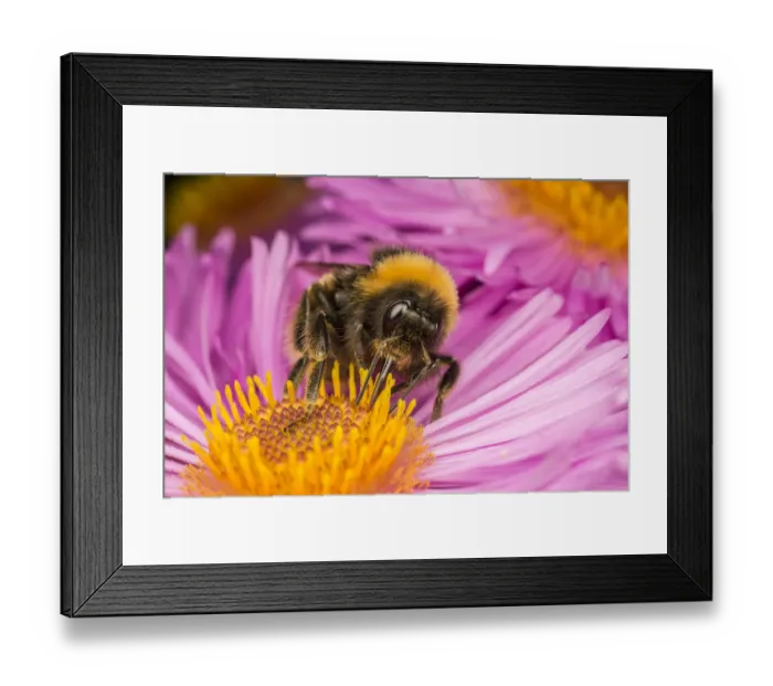Framed Print : Close up of Buff-tailed Bumblebee (Bombus terrestris) feeding at a flower (Aster sp) Framed Print : Close up of Buff-tailed Bumblebee (Bombus terrestris) feeding at a flower (Aster sp)
