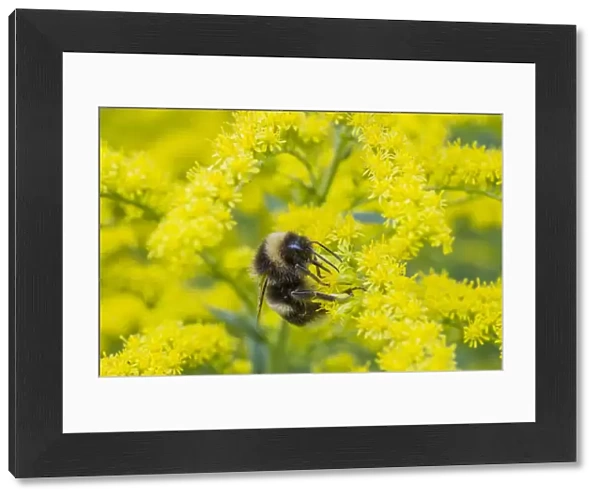 Heath bumblebee (Bombus jonellus) queen feeding on goldenrod flowers (Solidago), Monmouthshire