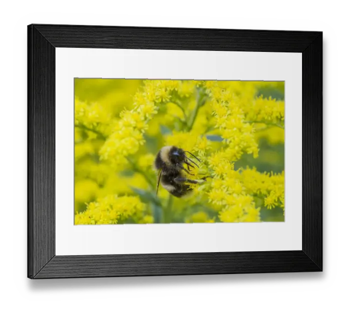 Framed Print : Heath bumblebee (Bombus jonellus) queen feeding on goldenrod flowers (Solidago), Monmouthshire