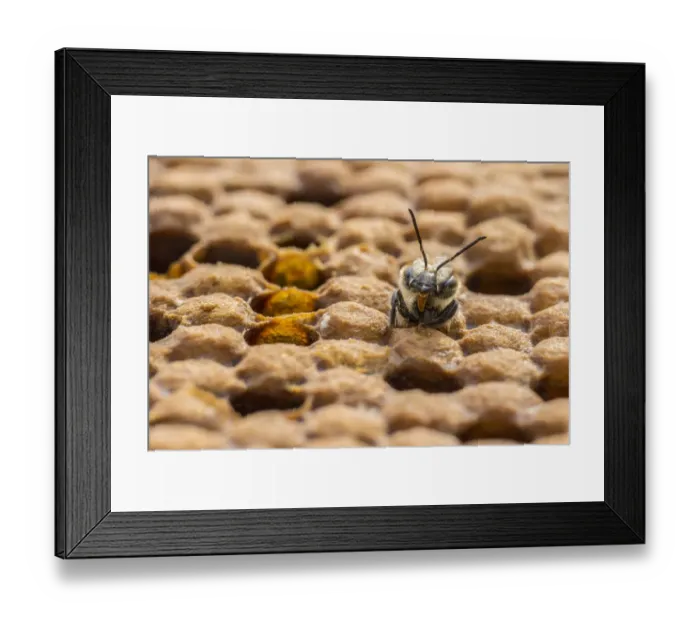 Framed Print : European honey bee (Apis mellifera) newly emerged female worker pushes out of brood cell Framed Print : European honey bee (Apis mellifera) newly emerged female worker pushes out of brood cell
