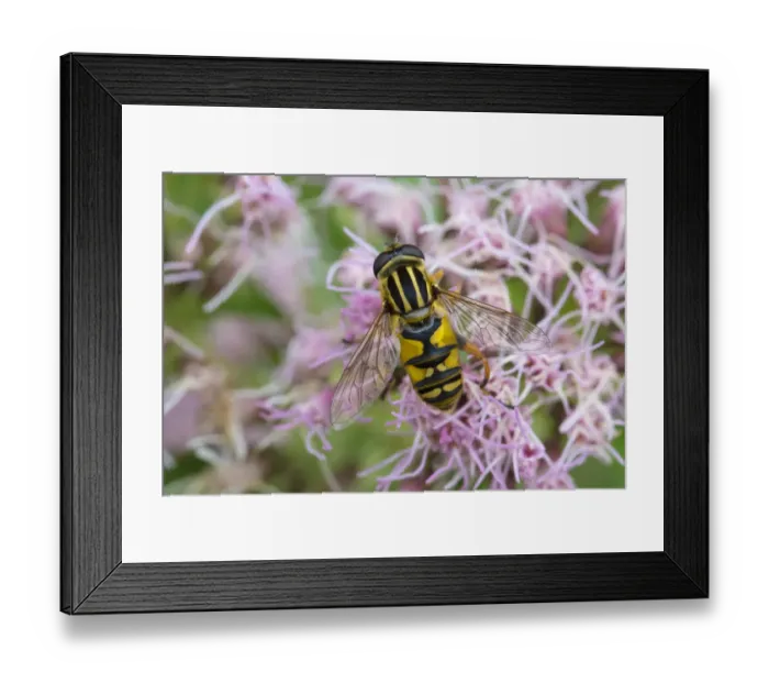 Framed Print : Hoverfly (Helophilus pendulus) feeding on Hemp agrimony (Eupatorium cannabinum) Strumpshaw Fen Framed Print : Hoverfly (Helophilus pendulus) feeding on Hemp agrimony (Eupatorium cannabinum) Strumpshaw Fen