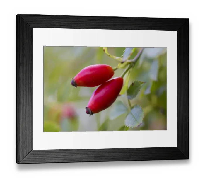 Framed Print : Dog rose (Rosa canina) rosehips, Strumpshaw Fen, Norfolk, UK, September Framed Print : Dog rose (Rosa canina) rosehips, Strumpshaw Fen, Norfolk, UK, September