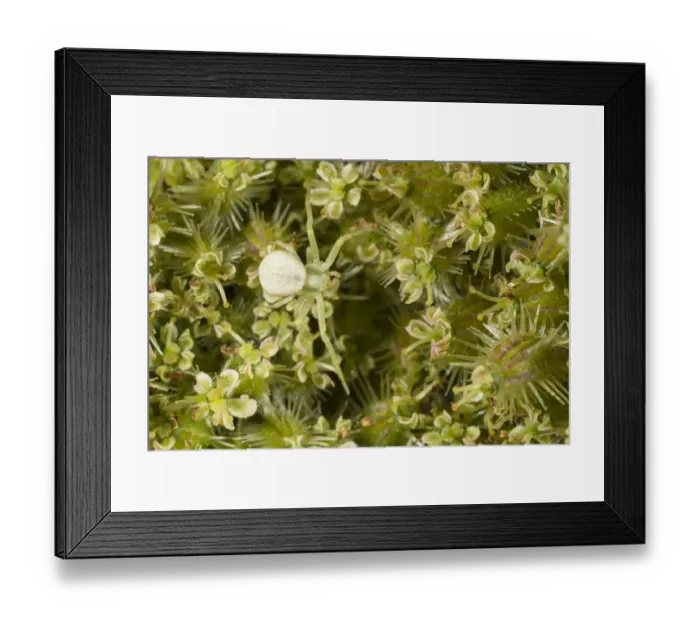 Framed Print : Goldenrod crab spider (Misumena vatia) spiderling, Derbyshire, UK, September Framed Print : Goldenrod crab spider (Misumena vatia) spiderling, Derbyshire, UK, September