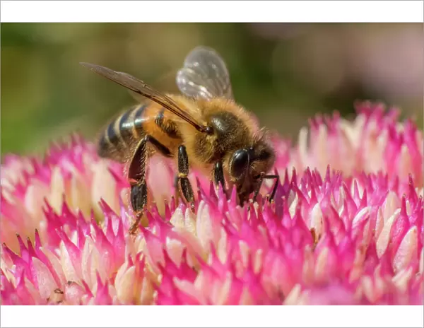 European honey bee (Apis mellifera) feeding on ice plant flowers (Sedum spectabile)