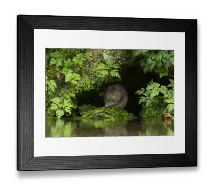 Framed Print : Water vole (Arvicola amphibius) feeding at edge of water, Kent, UK, September Framed Print : Water vole (Arvicola amphibius) feeding at edge of water, Kent, UK, September