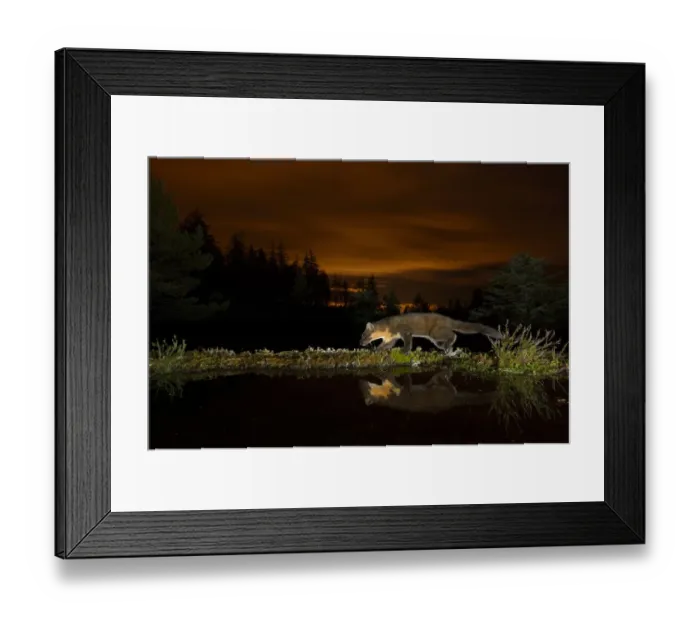 Framed Print : Pine marten (Martes martes) walking along edge of water, orange glow in sky behind Framed Print : Pine marten (Martes martes) walking along edge of water, orange glow in sky behind
