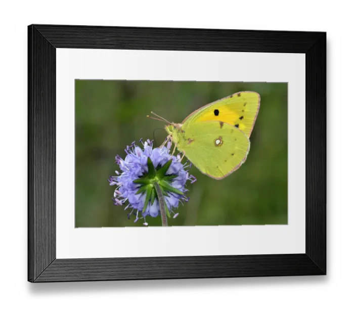Framed Print : Clouded yellow butterfly (Colias crocea) feeding on Devils bit scabious (Succisa pratensis) Framed Print : Clouded yellow butterfly (Colias crocea) feeding on Devils bit scabious (Succisa pratensis)