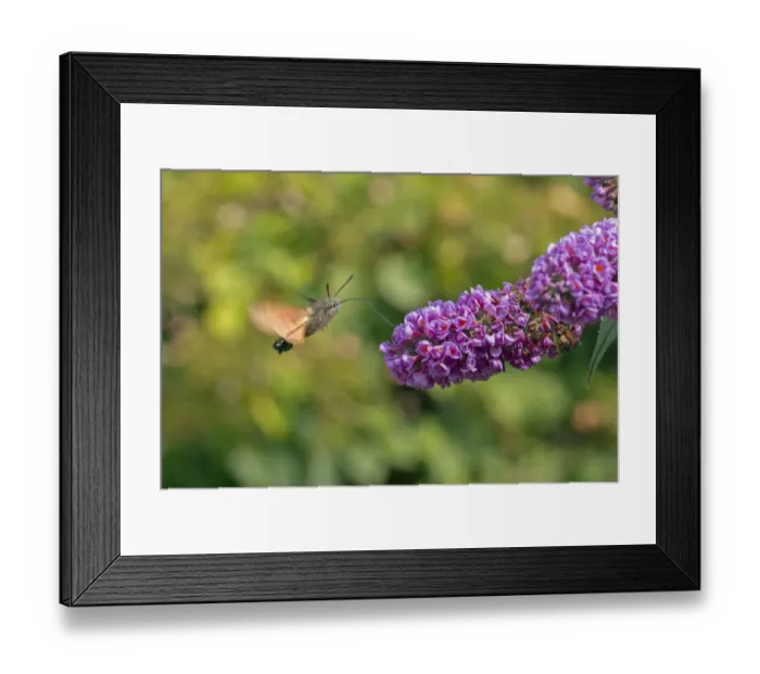 Framed Print : Hummingbird hawkmoth (Macroglossum stellatarum) Wiltshire, UK, September Framed Print : Hummingbird hawkmoth (Macroglossum stellatarum) Wiltshire, UK, September