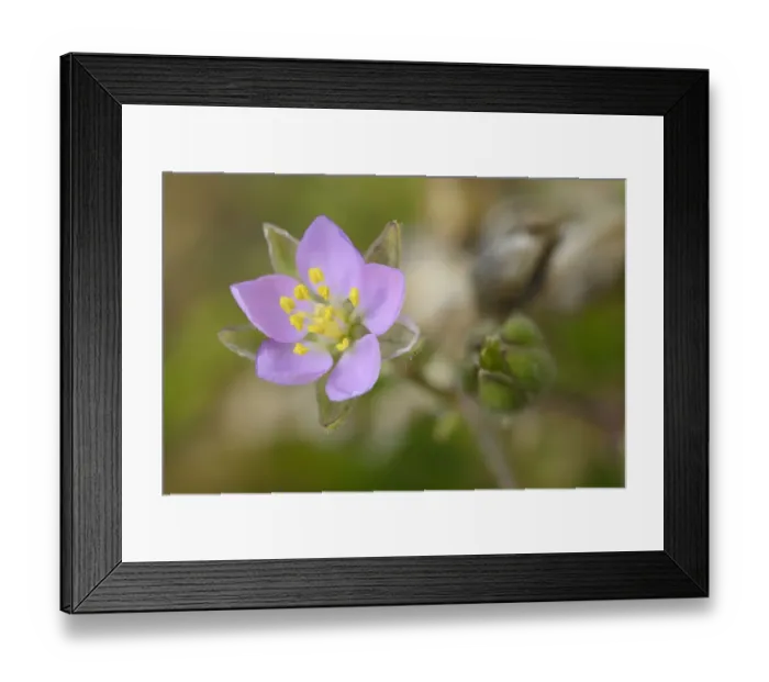 Framed Print : Rock sea-spurrey (Spergularia rupicola) growing on seashore at the base of a cliff Framed Print : Rock sea-spurrey (Spergularia rupicola) growing on seashore at the base of a cliff