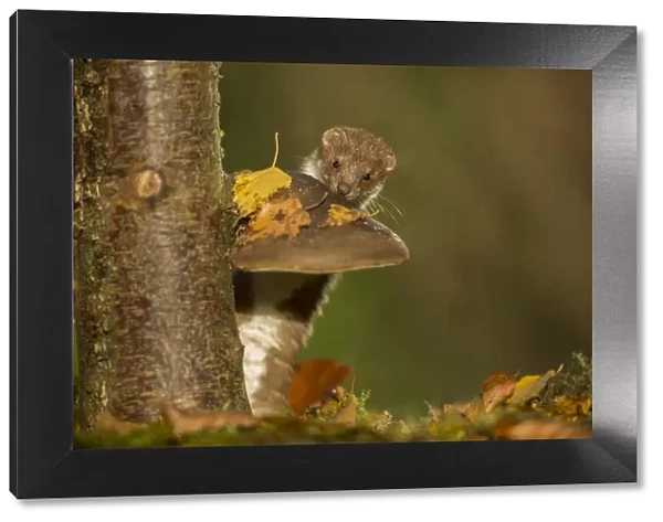 Weasel (Mustela nivalis) investigating birch stump with bracket fungus in autumn woodland