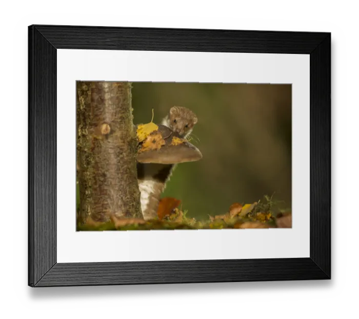Framed Print : Weasel (Mustela nivalis) investigating birch stump with bracket fungus in autumn woodland Framed Print : Weasel (Mustela nivalis) investigating birch stump with bracket fungus in autumn woodland