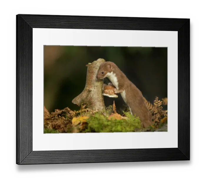 Framed Print : Weasel (Mustela nivalis) investigating birch stump with bracket fungus in autumn woodland, Sheffield Framed Print : Weasel (Mustela nivalis) investigating birch stump with bracket fungus in autumn woodland, Sheffield