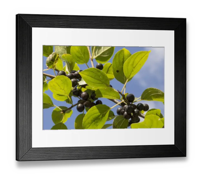 Framed Print : Leaves and fruits of Common buckthorn (Rhamnus cathartica) Cambridgeshire, UK. September Framed Print : Leaves and fruits of Common buckthorn (Rhamnus cathartica) Cambridgeshire, UK. September