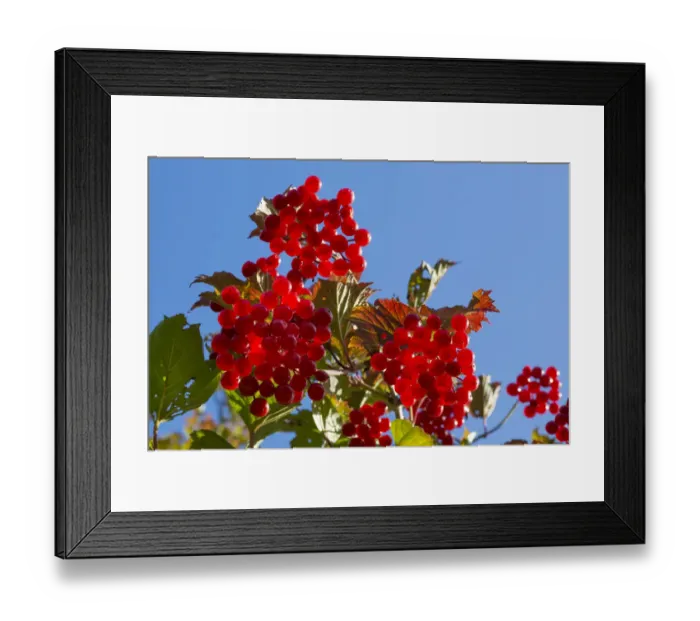 Framed Print : Guelder rose / Crampbark (Viburnum opulus) Strumpshaw Fen, Cambridgeshire, UK. September Framed Print : Guelder rose / Crampbark (Viburnum opulus) Strumpshaw Fen, Cambridgeshire, UK. September