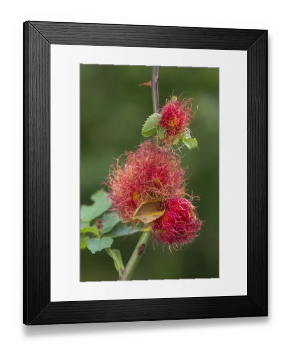 Framed Print : Robins pincushion gall caused by Gall wasp (Diplolepis rosae) on wild Dog rose (Rosa canina) Framed Print : Robins pincushion gall caused by Gall wasp (Diplolepis rosae) on wild Dog rose (Rosa canina)
