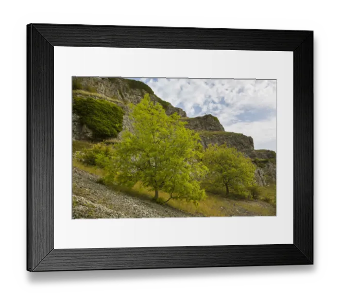 Framed Print : Ash trees (Fraxinus excelsior) growing on limestone scree in Lathkill Dale, Peak District Framed Print : Ash trees (Fraxinus excelsior) growing on limestone scree in Lathkill Dale, Peak District
