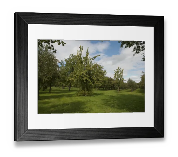 Framed Print : Perry pear and cider apple orchard, Herefordshire, England, UK, September Framed Print : Perry pear and cider apple orchard, Herefordshire, England, UK, September