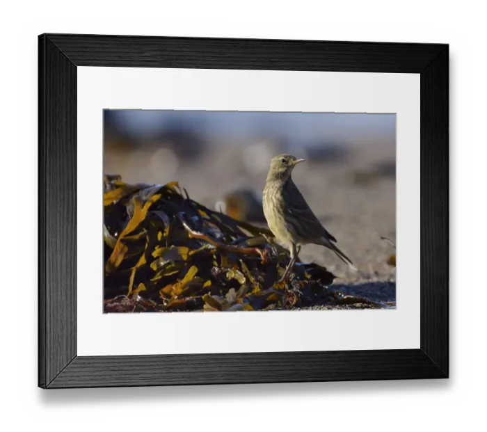 Framed Print : Rock pipit (Anthus petrosus) foraging for invertebrates among seaweed on the strand Framed Print : Rock pipit (Anthus petrosus) foraging for invertebrates among seaweed on the strand