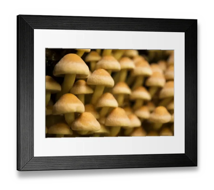 Framed Print : Sulphur tuft mushrooms (Hypholoma fasciculare), Hampstead Heath, England, UK. September Framed Print : Sulphur tuft mushrooms (Hypholoma fasciculare), Hampstead Heath, England, UK. September