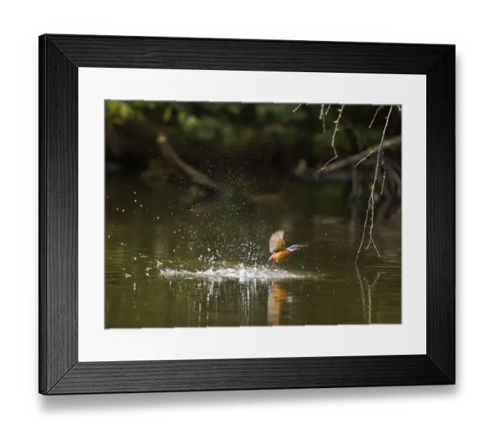 Framed Print : Kingfisher (Alcedo atthis) female emerging from water with fish, Hampstead Heath, London Framed Print : Kingfisher (Alcedo atthis) female emerging from water with fish, Hampstead Heath, London