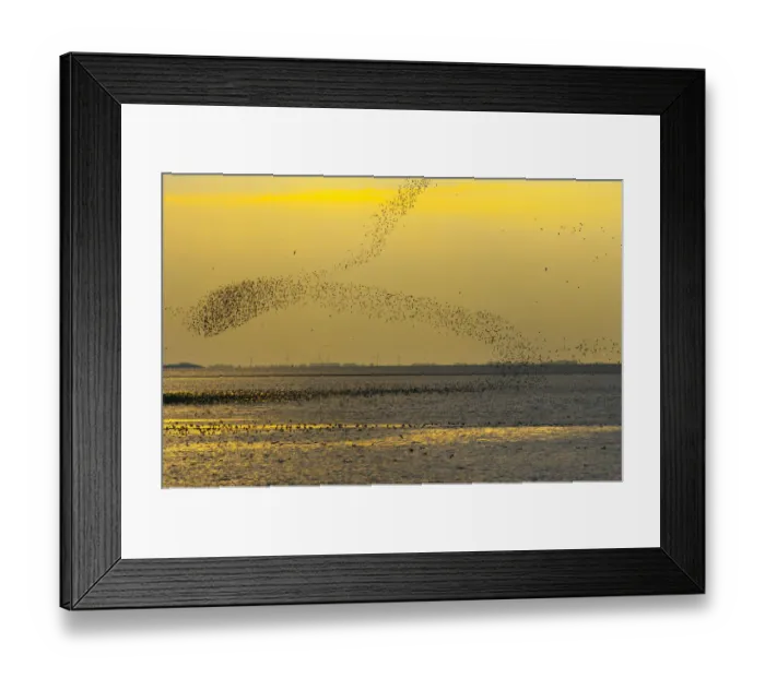 Framed Print : Flock of wading birds flying over The Wash, at dusk, Norfolk, UK, September 2008 Framed Print : Flock of wading birds flying over The Wash, at dusk, Norfolk, UK, September 2008