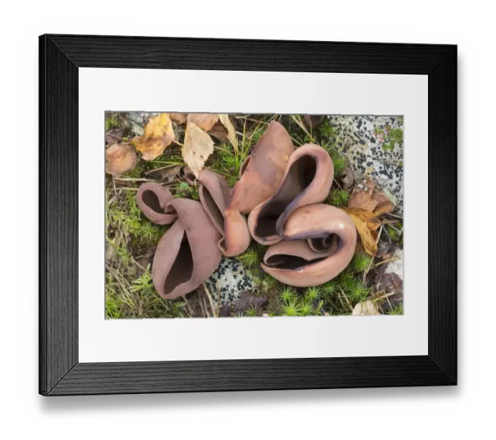 Framed Print : Bay cup fungus (Peziza badia) Peak District National Park, Derbyshire, UK September Framed Print : Bay cup fungus (Peziza badia) Peak District National Park, Derbyshire, UK September