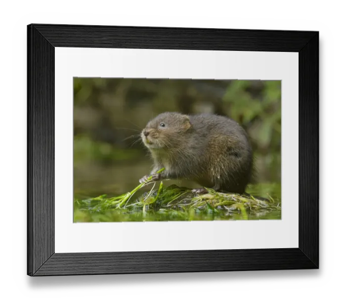 Framed Print : Water vole (Arvicola amphibius) Kent, UK September Framed Print : Water vole (Arvicola amphibius) Kent, UK September