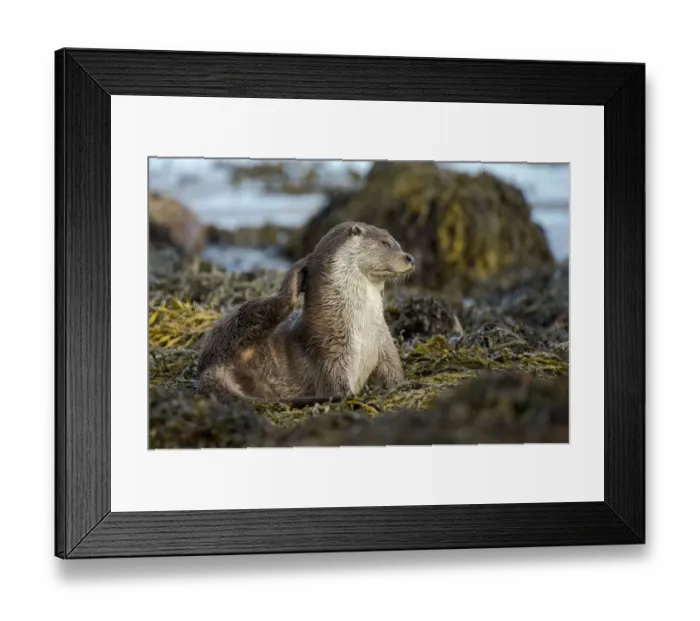 Framed Print : European river otter (Lutra lutra) grooming, Shetland, Scotland, UK, September Framed Print : European river otter (Lutra lutra) grooming, Shetland, Scotland, UK, September