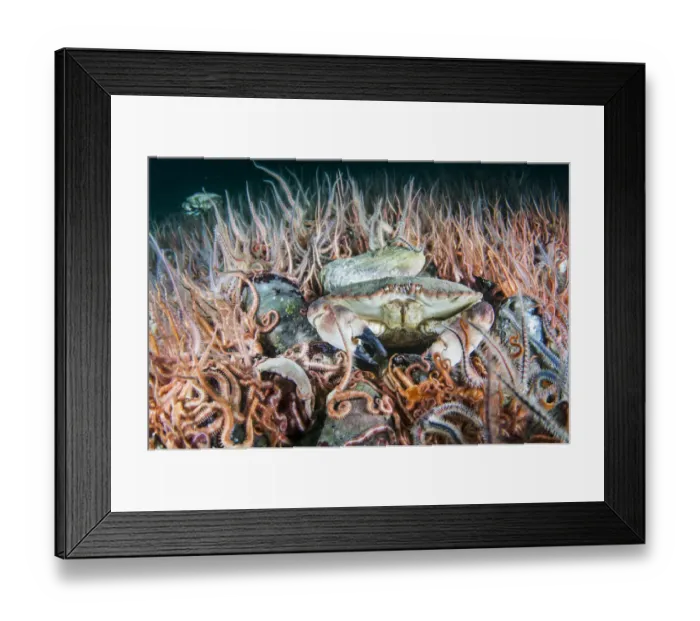 Framed Print : Horse mussel (Modiolus modiolus) bed with Brittlestars (Ophiothrix fragilis) and Edible crab Framed Print : Horse mussel (Modiolus modiolus) bed with Brittlestars (Ophiothrix fragilis) and Edible crab