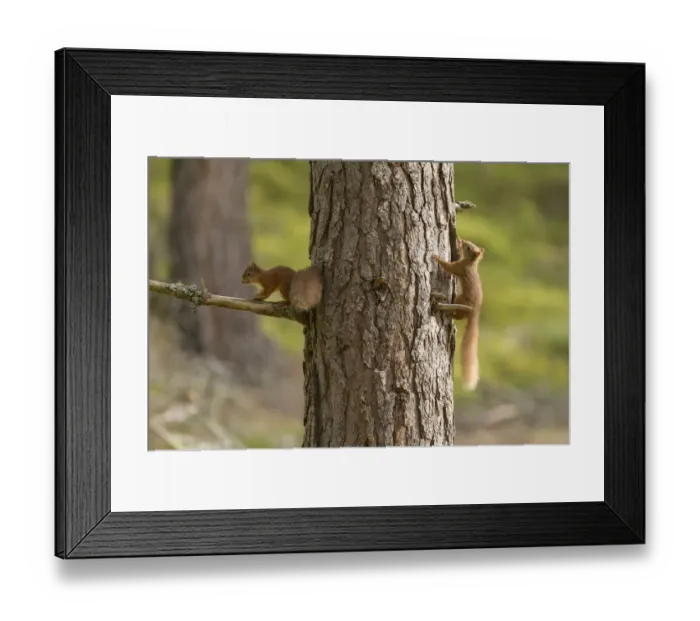 Framed Print : Two young Red squirrels (Sciurus vulgaris) chasing each other around pine trunk, Scotland