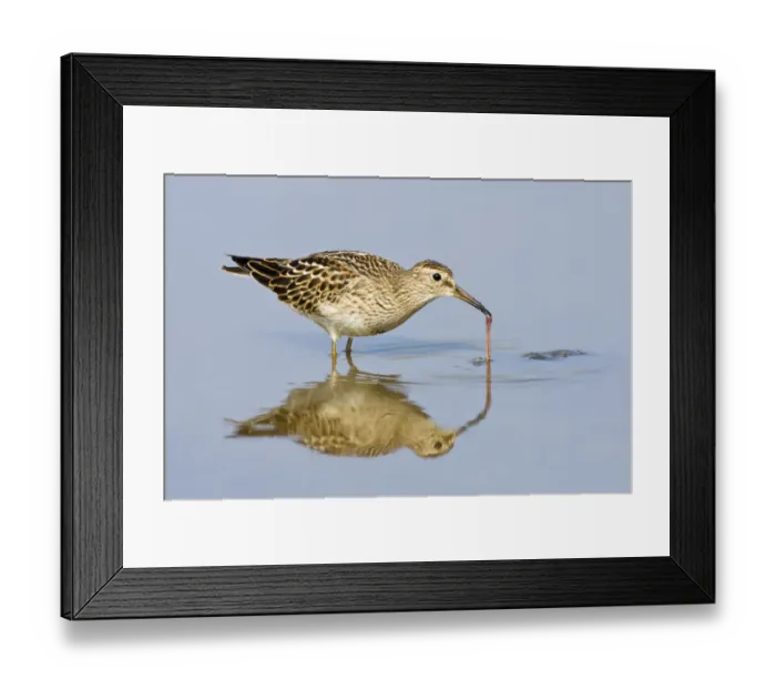 Framed Print : Pectoral sandpiper (Calidris melanotos) juvenile, migrant, Llanrhystud, Ceredigion Framed Print : Pectoral sandpiper (Calidris melanotos) juvenile, migrant, Llanrhystud, Ceredigion