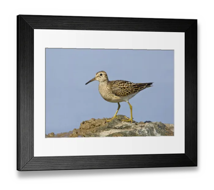 Framed Print : Pectoral sandpiper (Calidris melanotos) juvenile feeding around edge of shallow flood Framed Print : Pectoral sandpiper (Calidris melanotos) juvenile feeding around edge of shallow flood