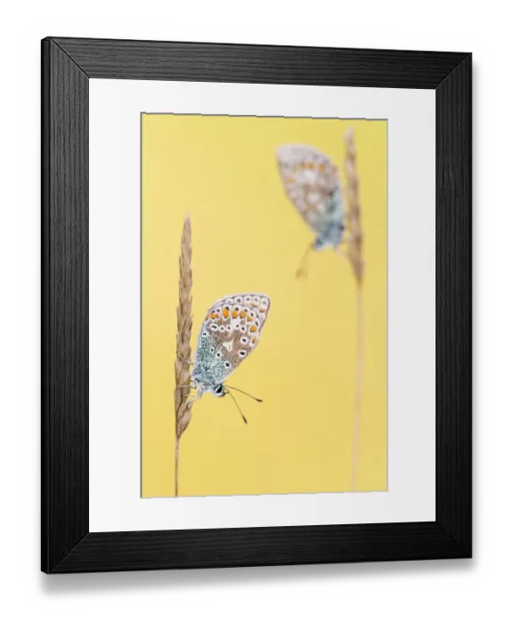 Framed Print : RF - Common blue butterflies (Polyommatus icarus) resting on grass. Vealand Farm, Devon, UK. September Framed Print : RF - Common blue butterflies (Polyommatus icarus) resting on grass. Vealand Farm, Devon, UK. September