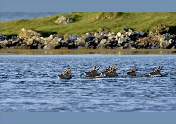 Red deer (Cervus elaphus) herd of female does and young swimming in coastal water