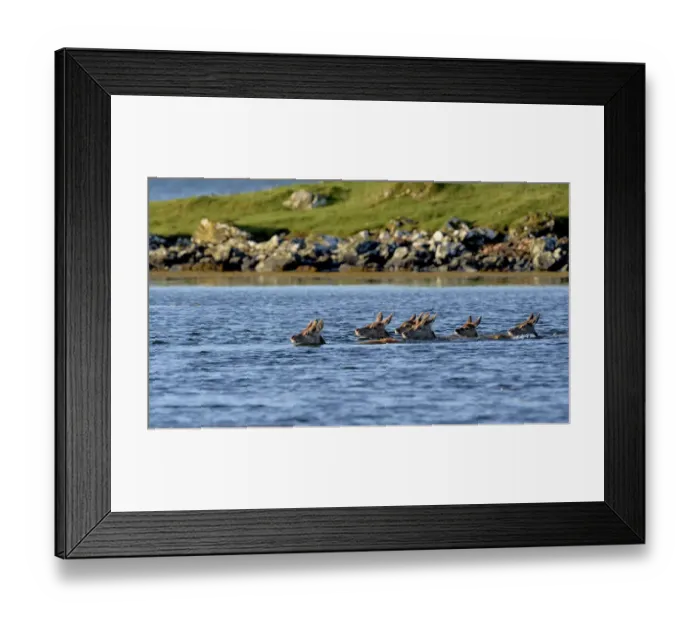 Framed Print : Red deer (Cervus elaphus) herd of female does and young swimming in coastal water Framed Print : Red deer (Cervus elaphus) herd of female does and young swimming in coastal water