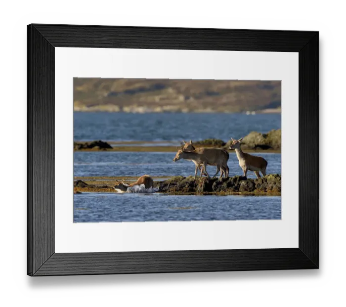 Framed Print : Red deer (Cervus elaphus) female does and young crossing water, Jura, Scotland, UK