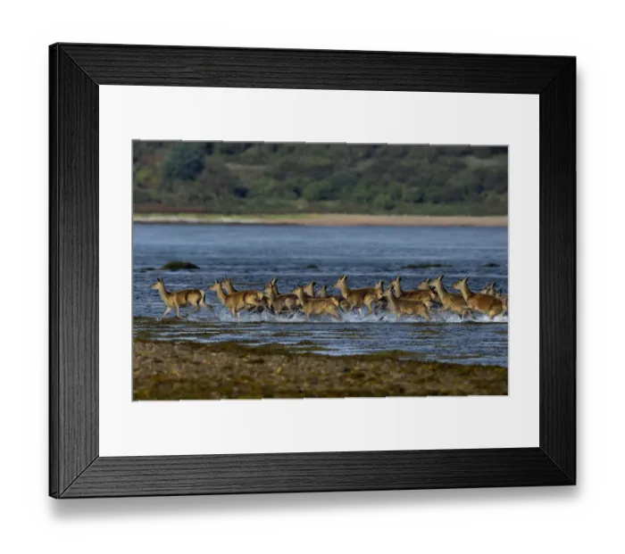 Framed Print : Red deer (Cervus elaphus) herd of female does and young crossing water, Jura, Scotland Framed Print : Red deer (Cervus elaphus) herd of female does and young crossing water, Jura, Scotland