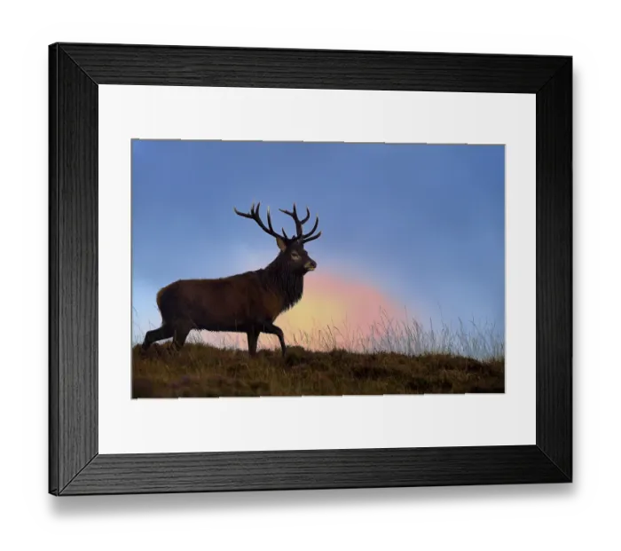 Framed Print : Red deer (Cervus elaphus) male stag silhouetted at dusk, rut season, Jura, Scotland Framed Print : Red deer (Cervus elaphus) male stag silhouetted at dusk, rut season, Jura, Scotland